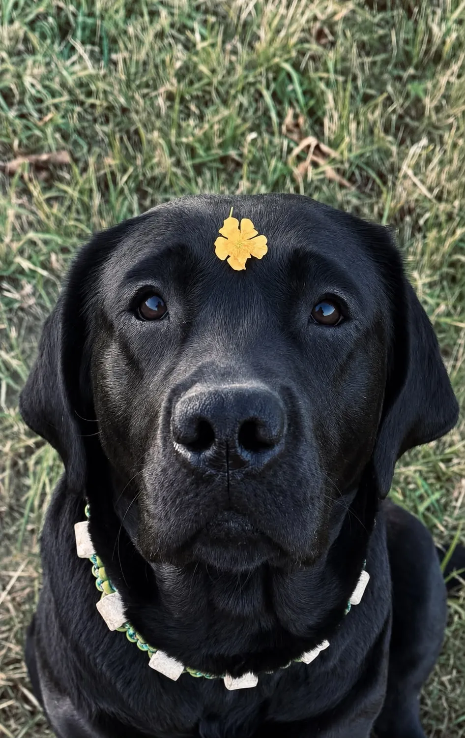 Labrador vom Schimmendorfer Land - Hund