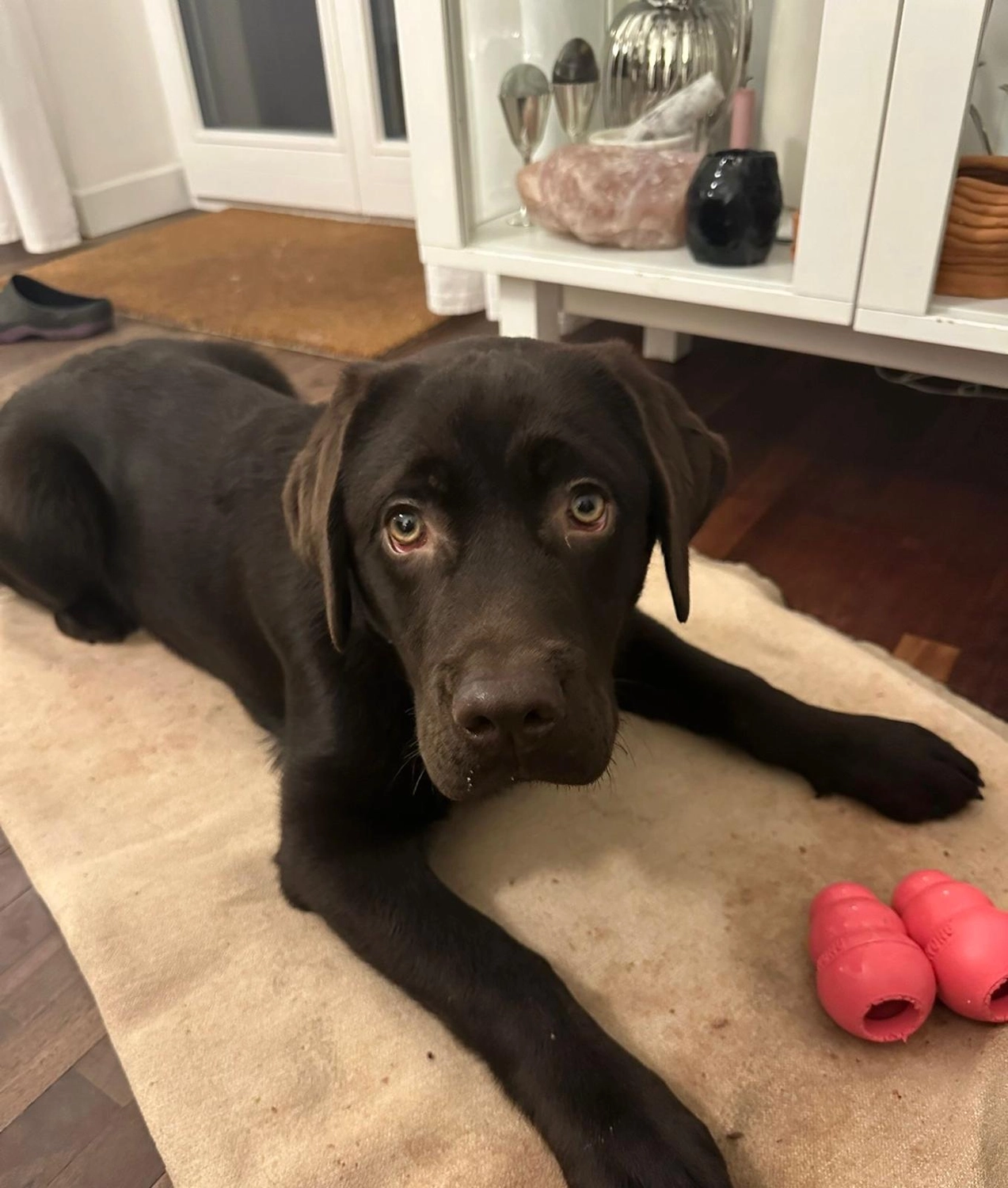 Labrador vom Schimmendorfer Land -Edge of Glory Monty