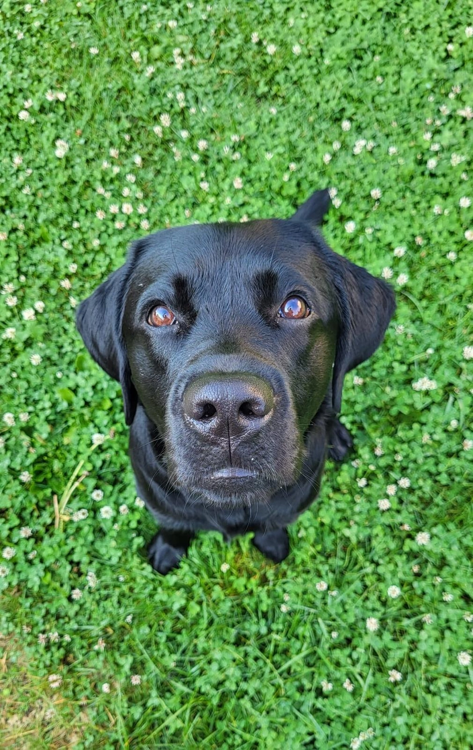 Labrador vom Schimmendorfer Land -Best Buddy Balu