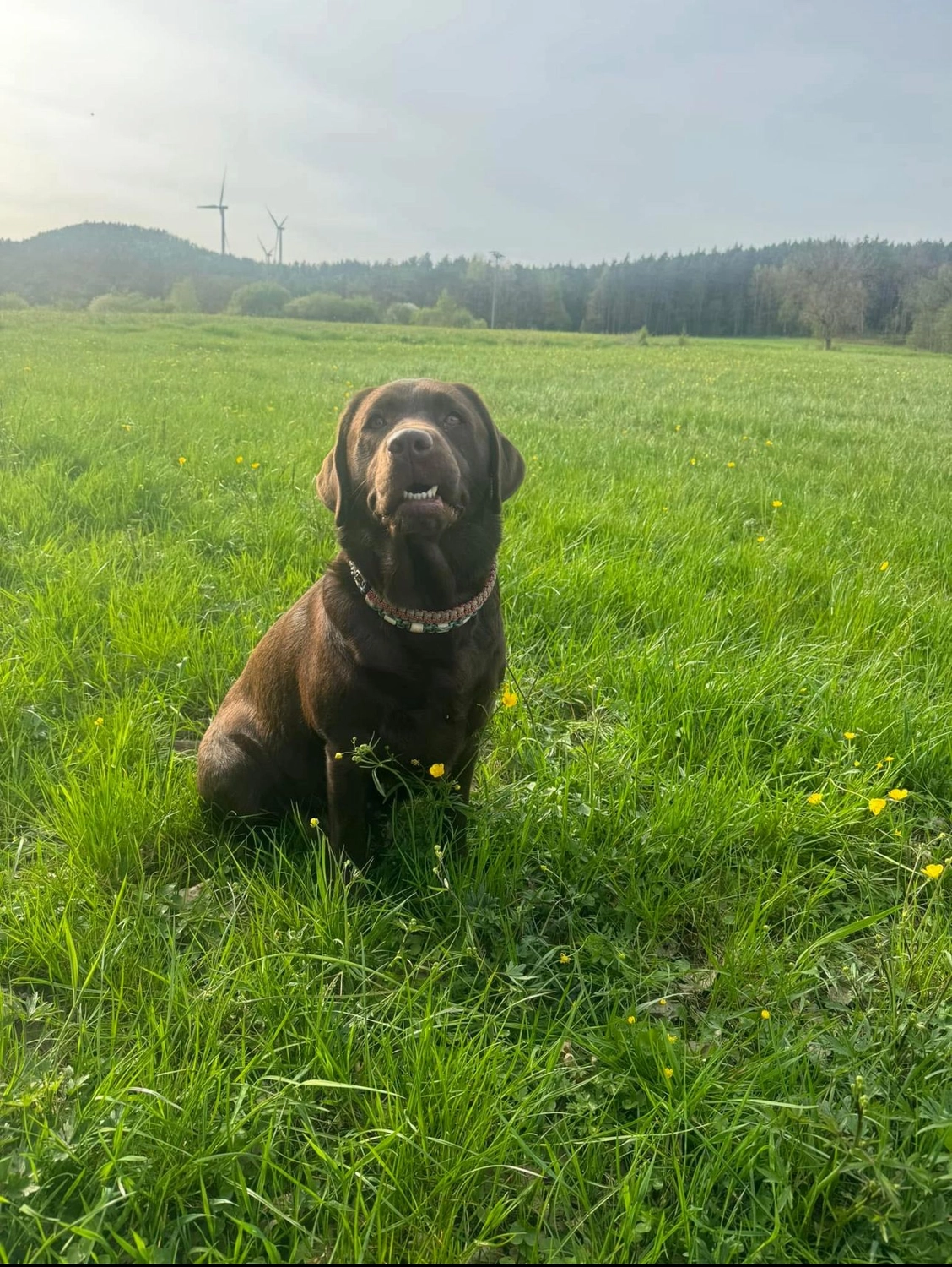 Labrador vom Schimmendorfer Land - Hund