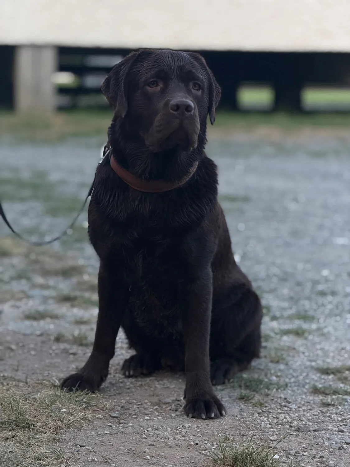 Labrador vom Schimmendorfer Land -Edge of Glory Bruno
