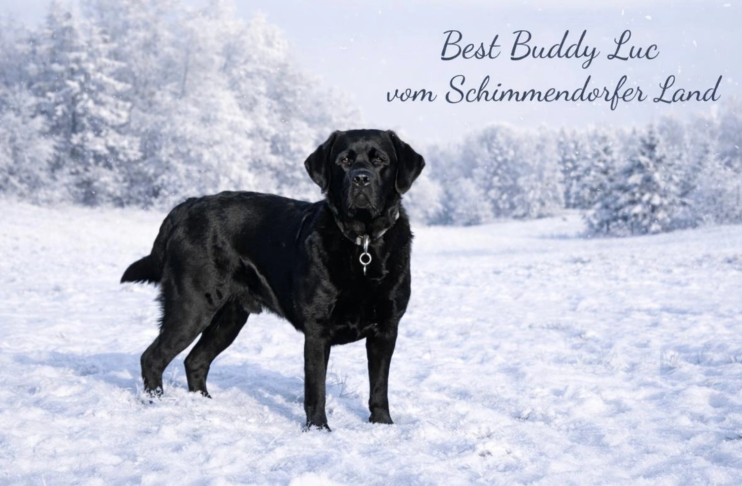 Labrador vom Schimmendorfer Land -Best Buddy Luc