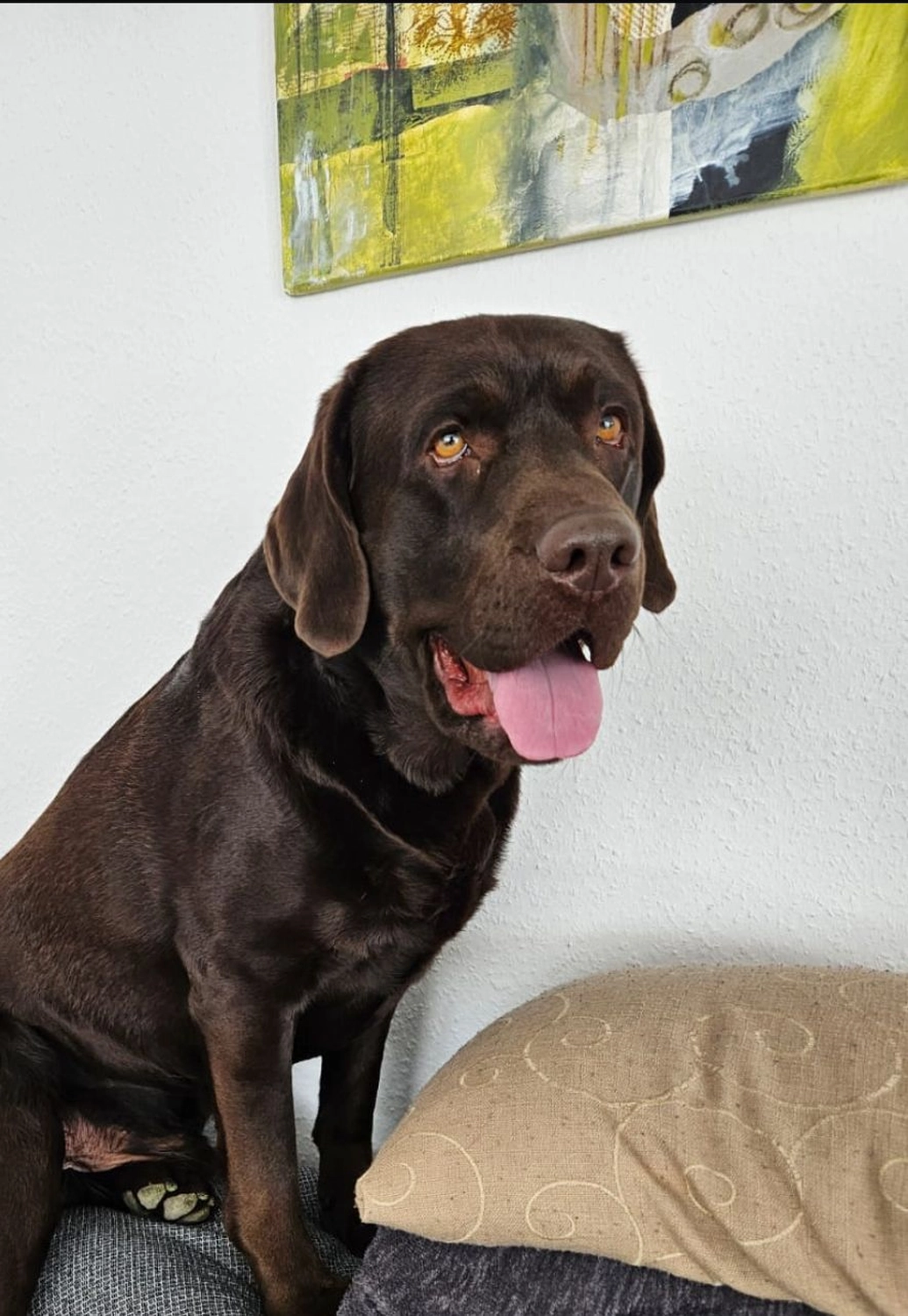 Labrador vom Schimmendorfer Land - Best Buddy Bailey
