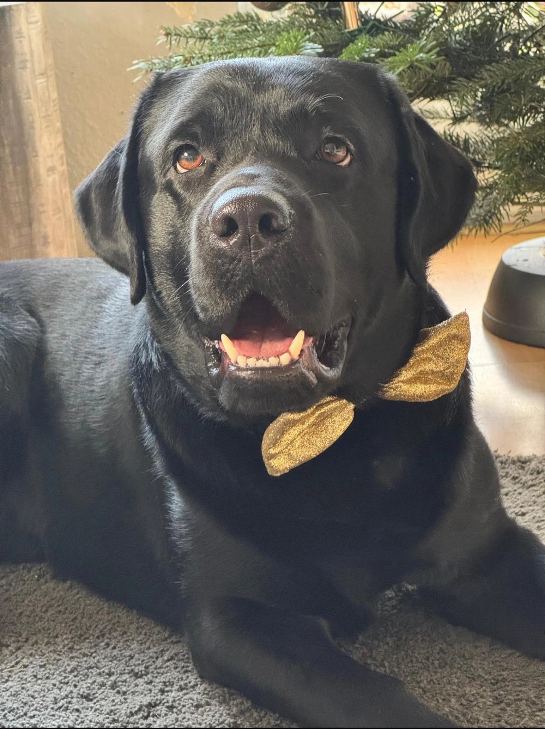 Labrador vom Schimmendorfer Land -Best Buddy Tommy