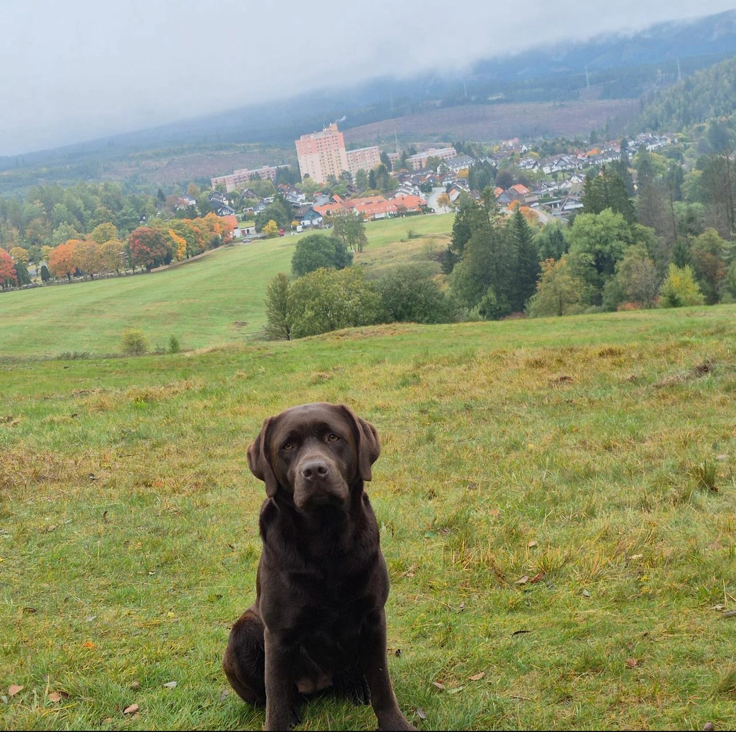 Labrador vom Schimmendorfer Land -Best Buddy Lotta