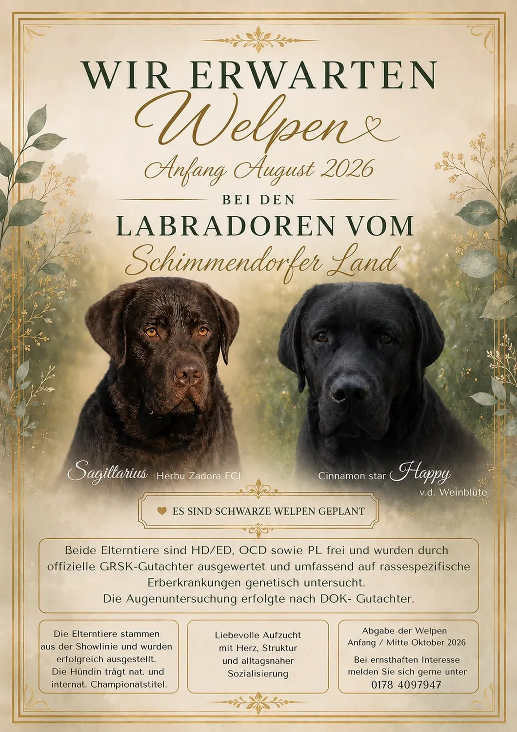 Labradore vom Schimmendorfer Land – Dieser Flyer kündigt einen geplanten Wurf schwarzer Labrador-Welpen aus „Labradore vom Schimmendorfer Land“ an, der Anfang August 2026 erwartet wird.