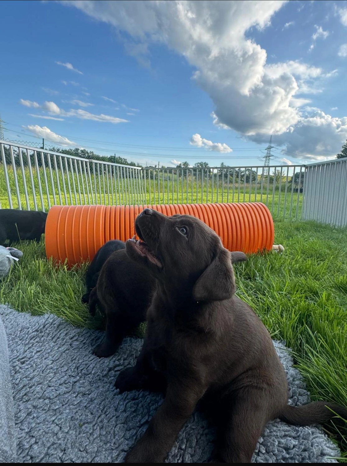 Labrador vom Schimmendorfer Land - Welpe