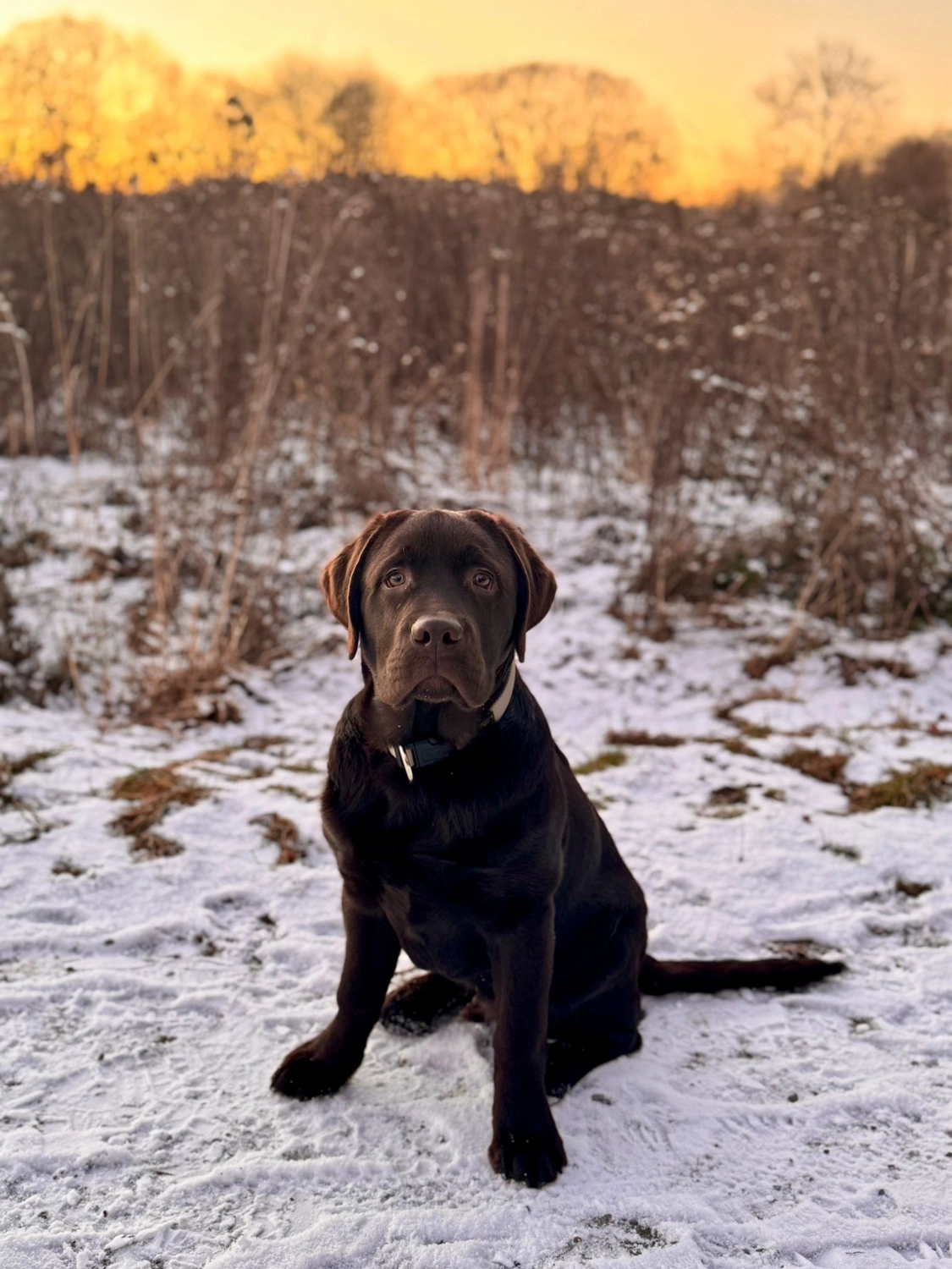 Labrador vom Schimmendorfer Land - Hund