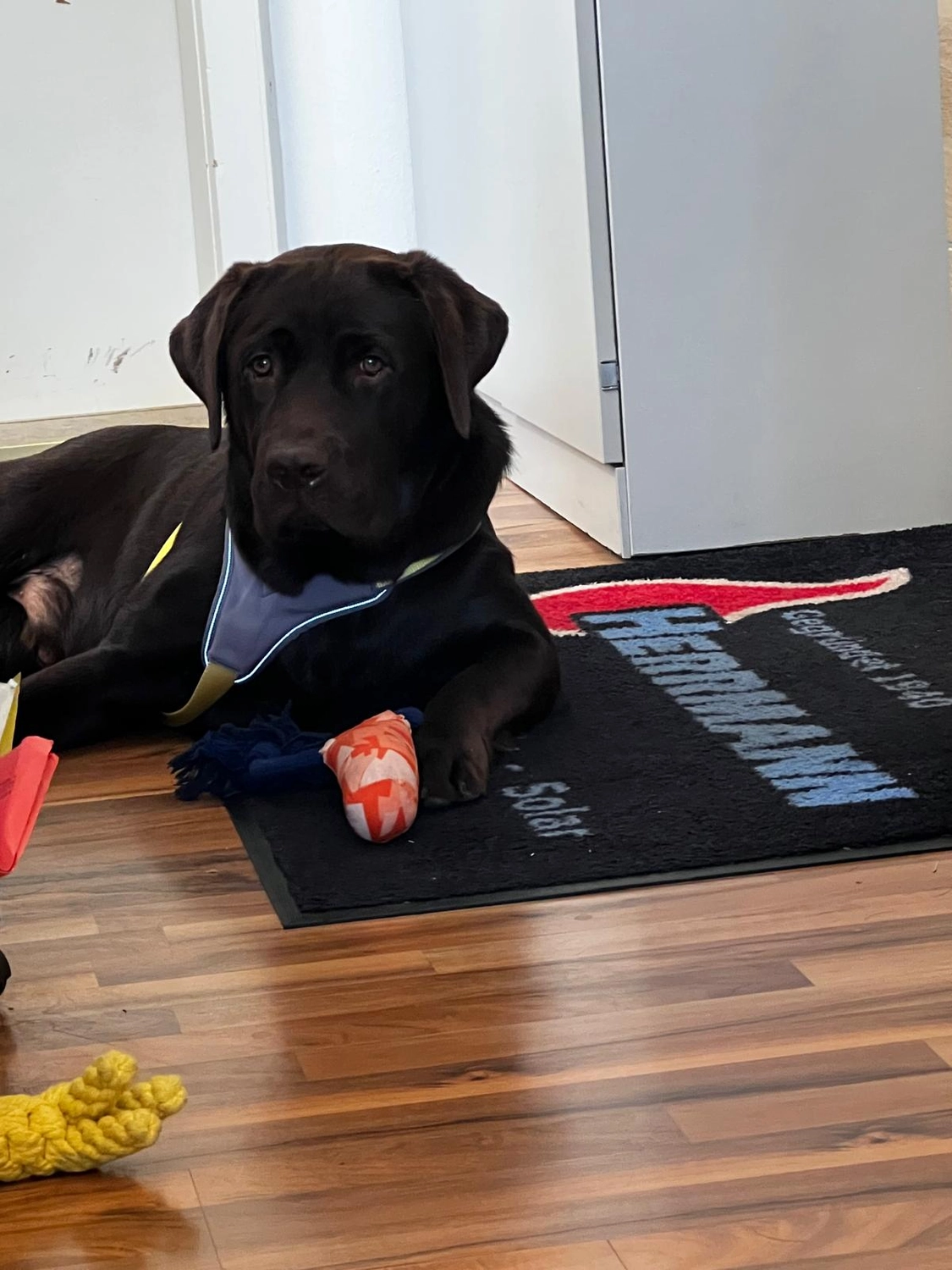 Labradorzüchter Oberfranken
