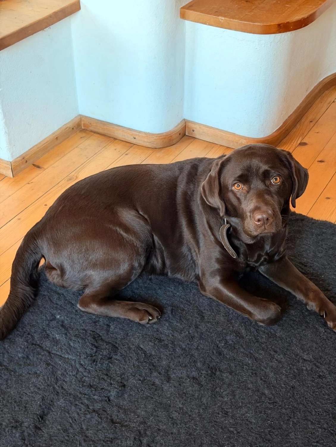 Labrador vom Schimmendorfer Land - hund