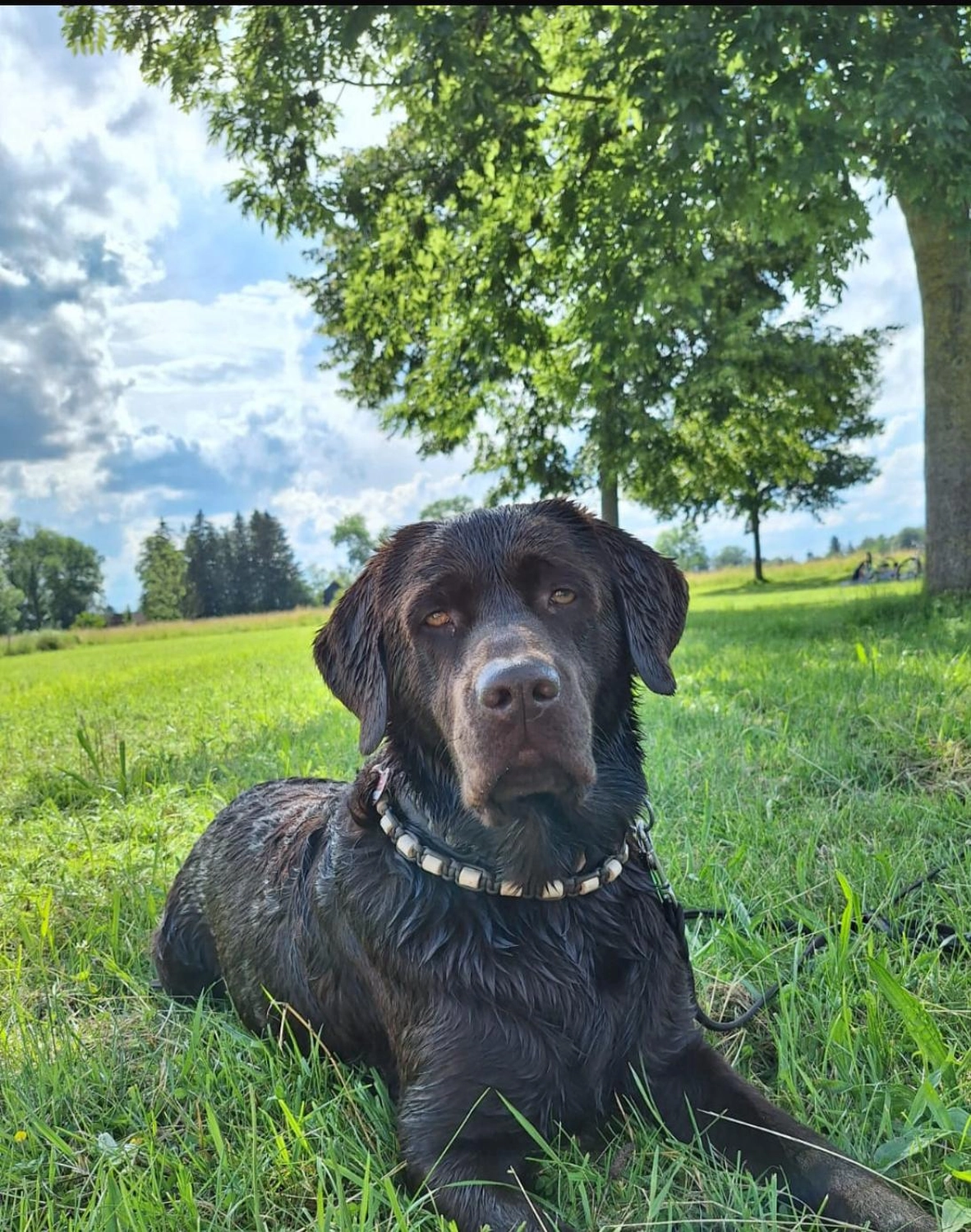 Labrador vom Schimmendorfer Land -Alpha Starter Willi