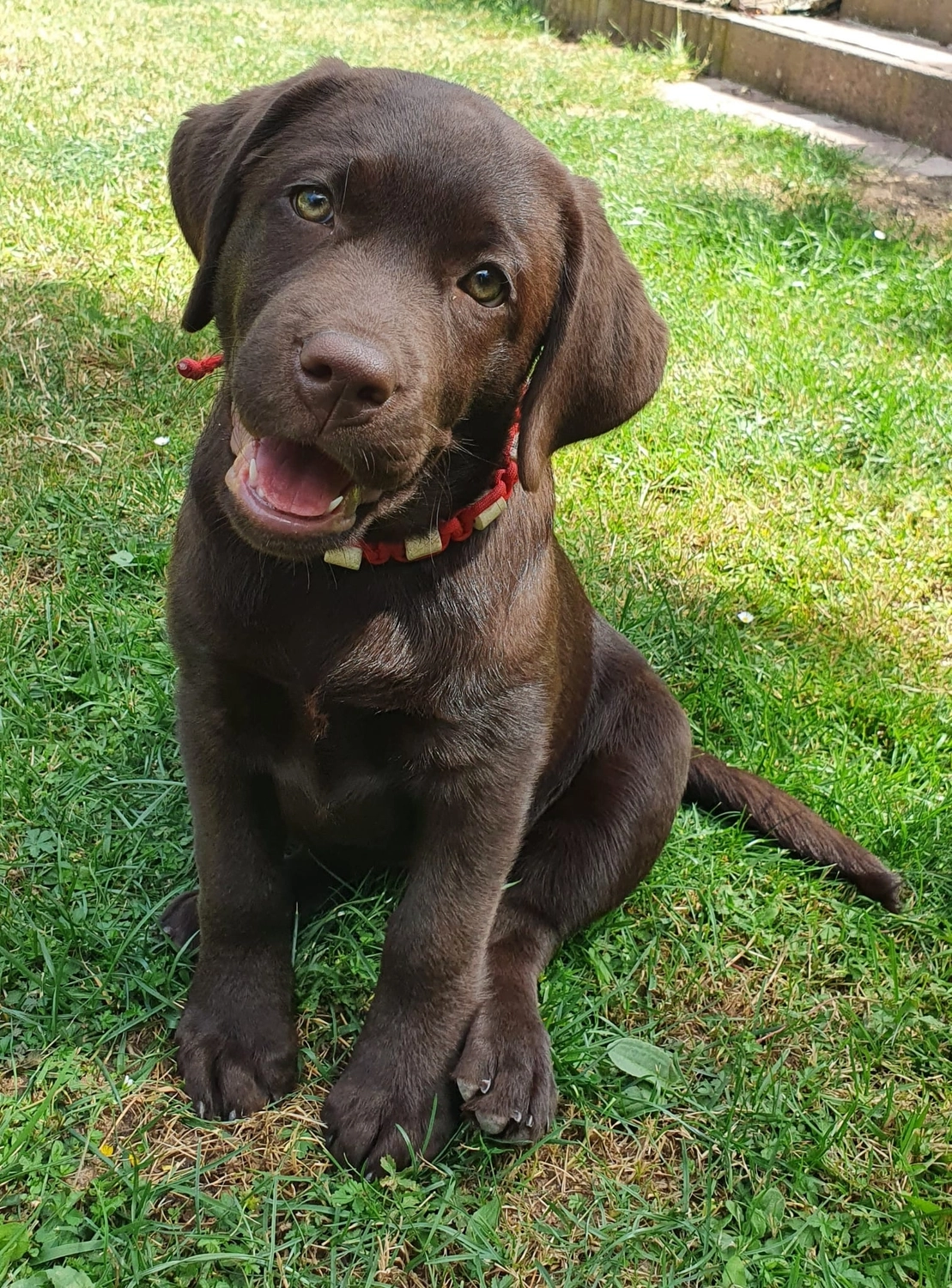 Labrador vom Schimmendorfer Land -Best Buddy Pia