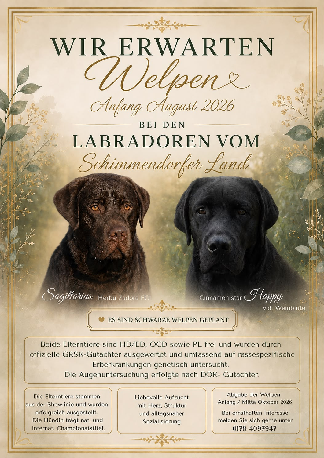 Labradore vom Schimmendorfer Land – Dieser Flyer kündigt einen geplanten Wurf schwarzer Labrador-Welpen aus „Labradore vom Schimmendorfer Land“ an, der Anfang August 2026 erwartet wird.