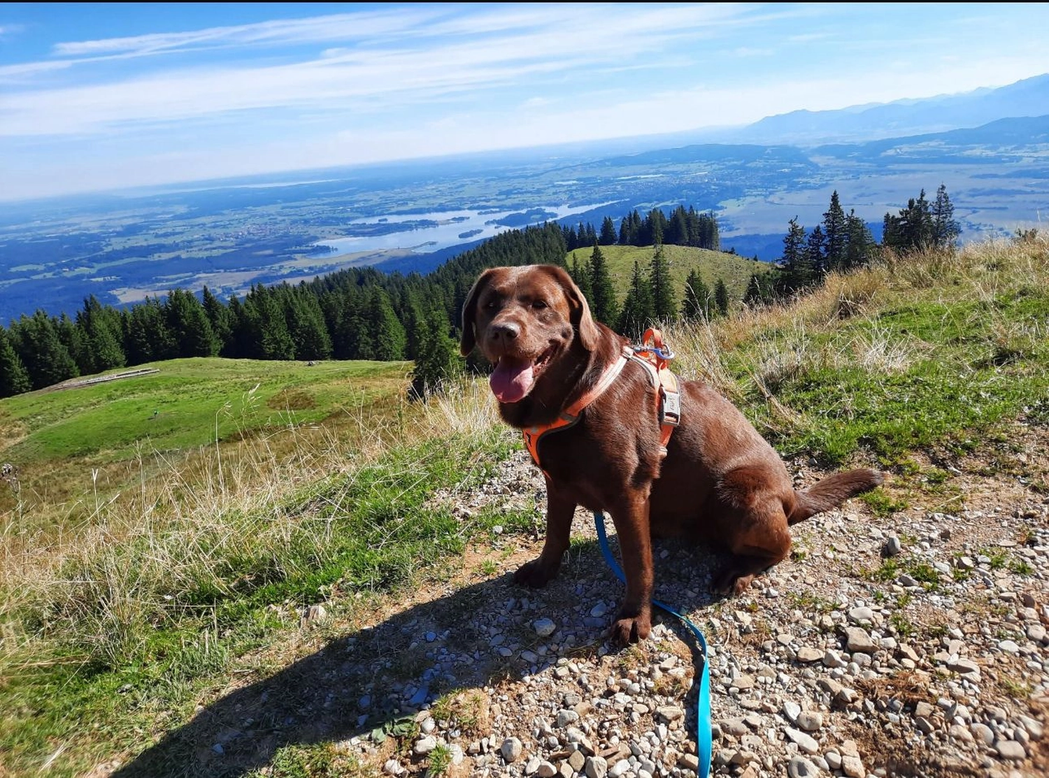 Labrador vom Schimmendorfer Land - Hund