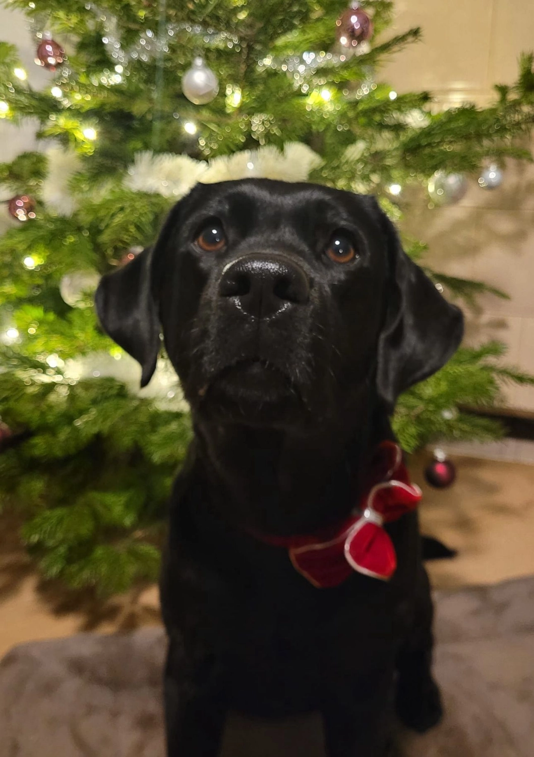 Labrador vom Schimmendorfer Land -Best Buddy Charlotte
