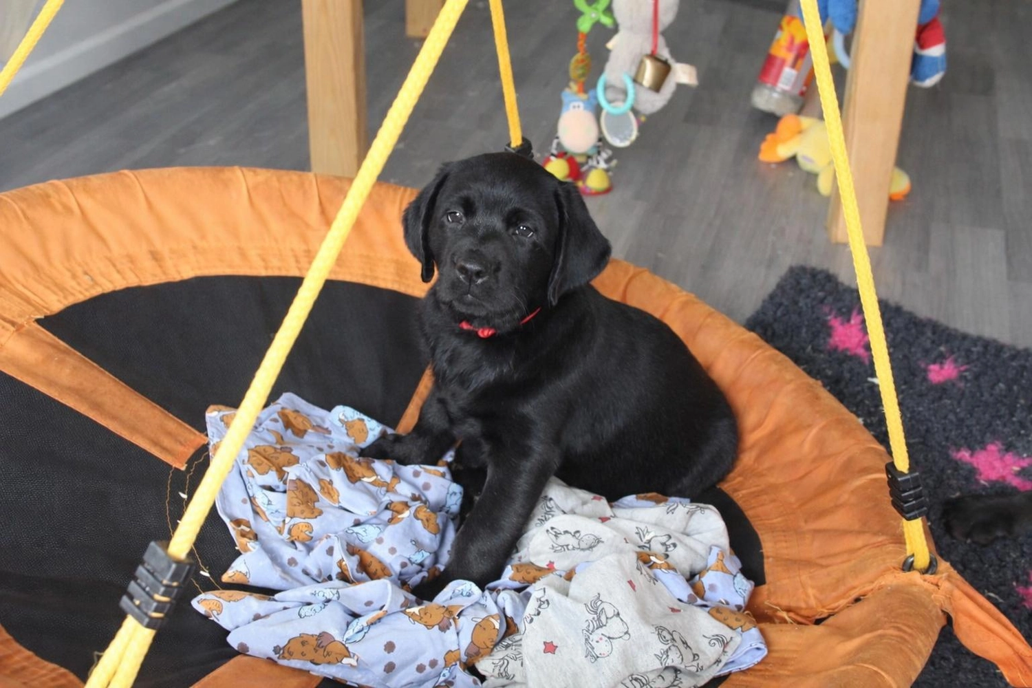 Labrador vom Schimmendorfer Land - Hund
