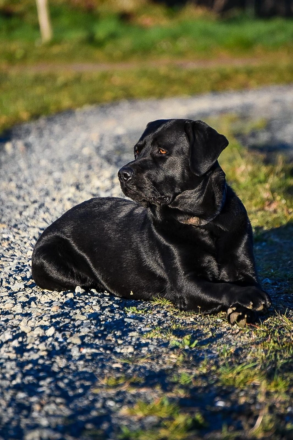 Labrador vom Schimmendorfer Land -Best Buddy Nero