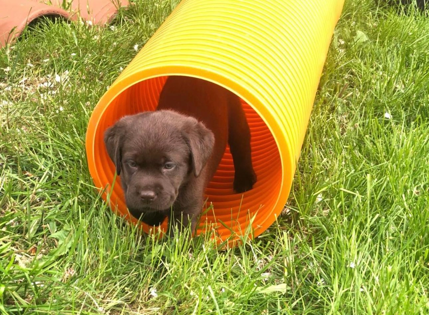 Labrador vom Schimmendorfer Land - Welpe
