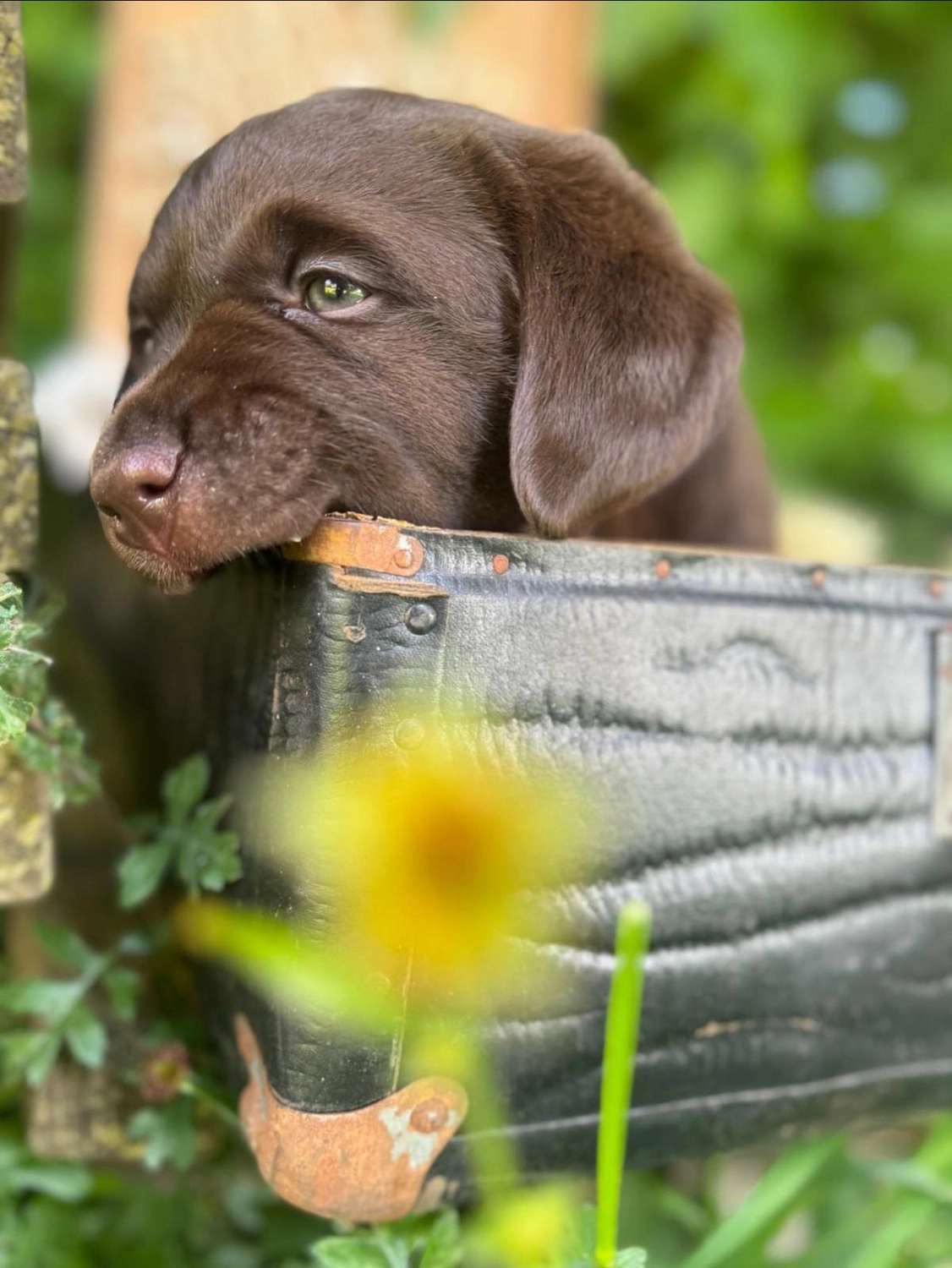 Labrador vom Schimmendorfer Land - Welpe