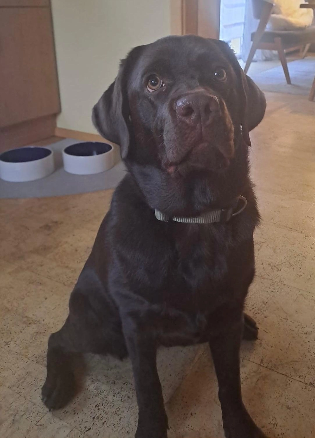 Labrador vom Schimmendorfer Land -Claudissimo Ella
