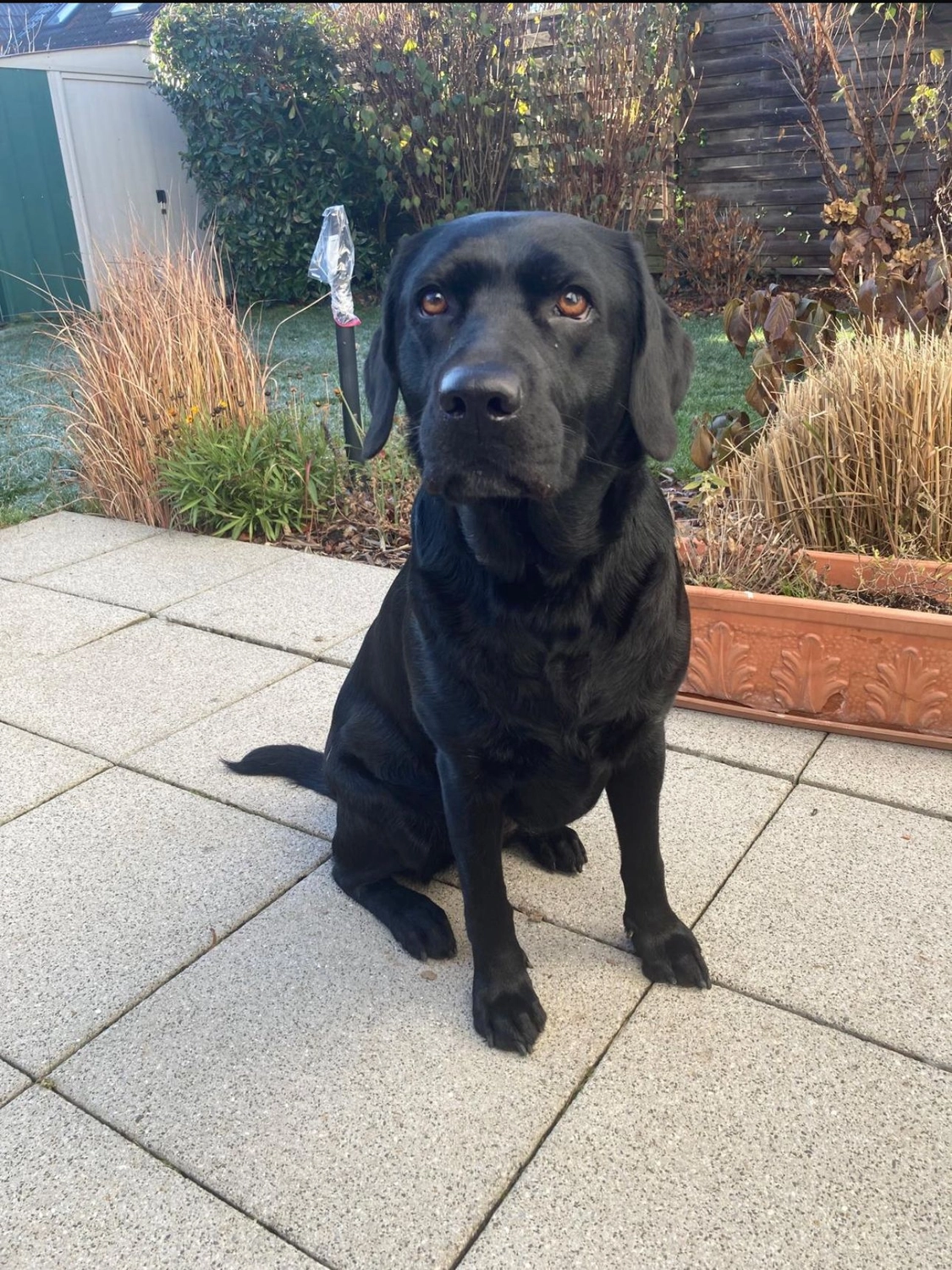 Labrador vom Schimmendorfer Land - Hund